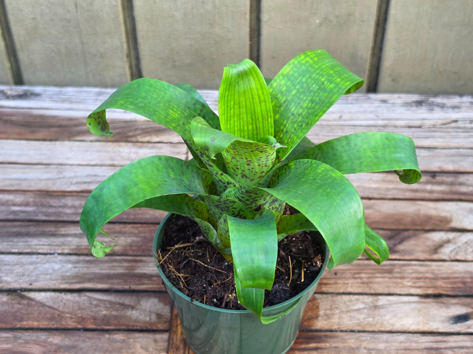 Vriesea Fenestralis Rare Bromeliad 4-Inch Pot