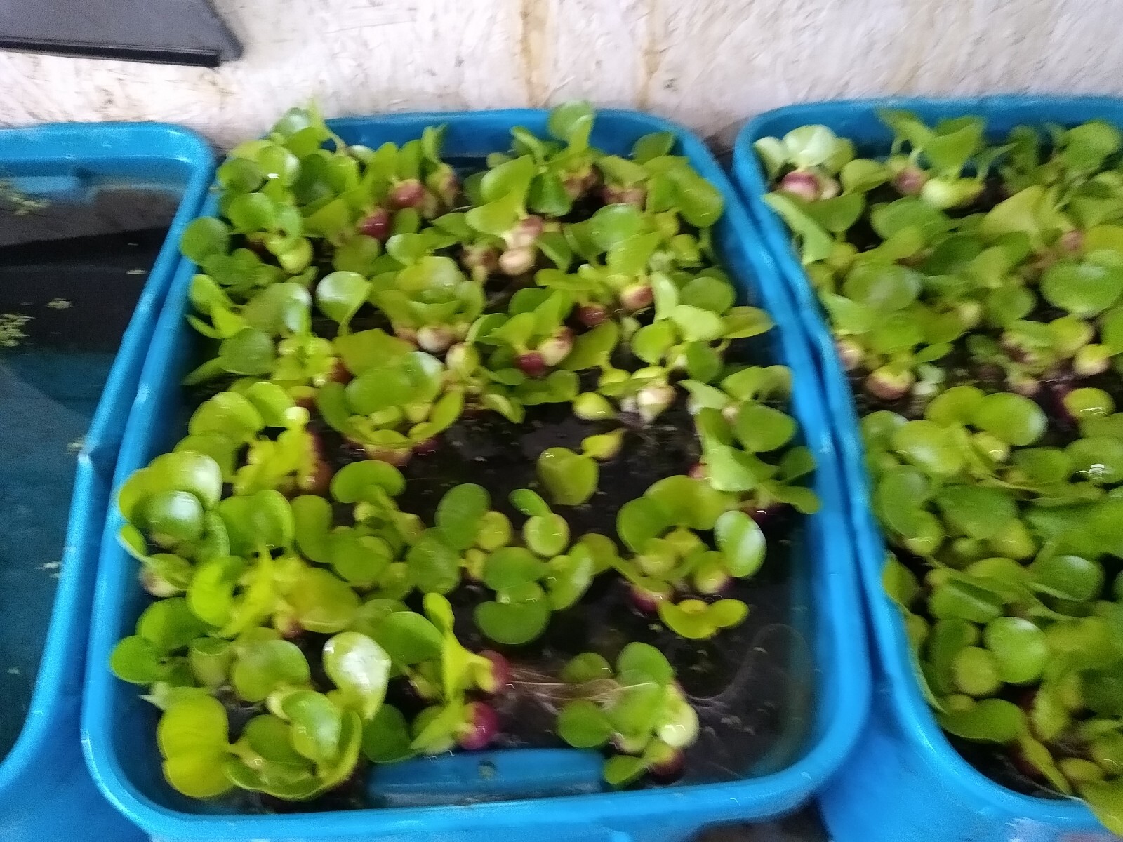 Sale "50" Helen's Water Hyacinth, Koi, Pond, Plant, Organic,...