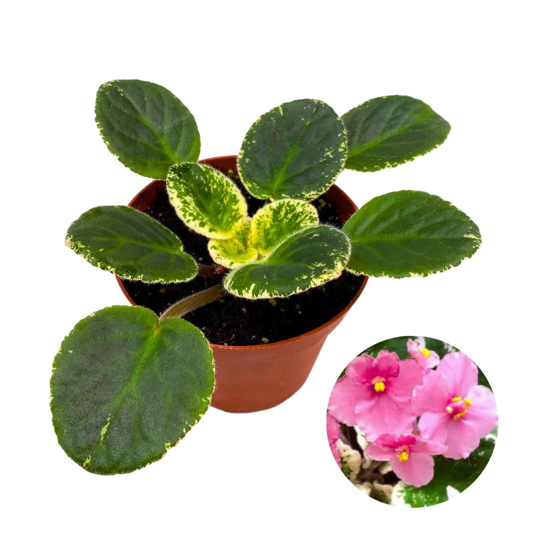 Playful Kisses Variegated African Violet 4 Inch Pink Flower
