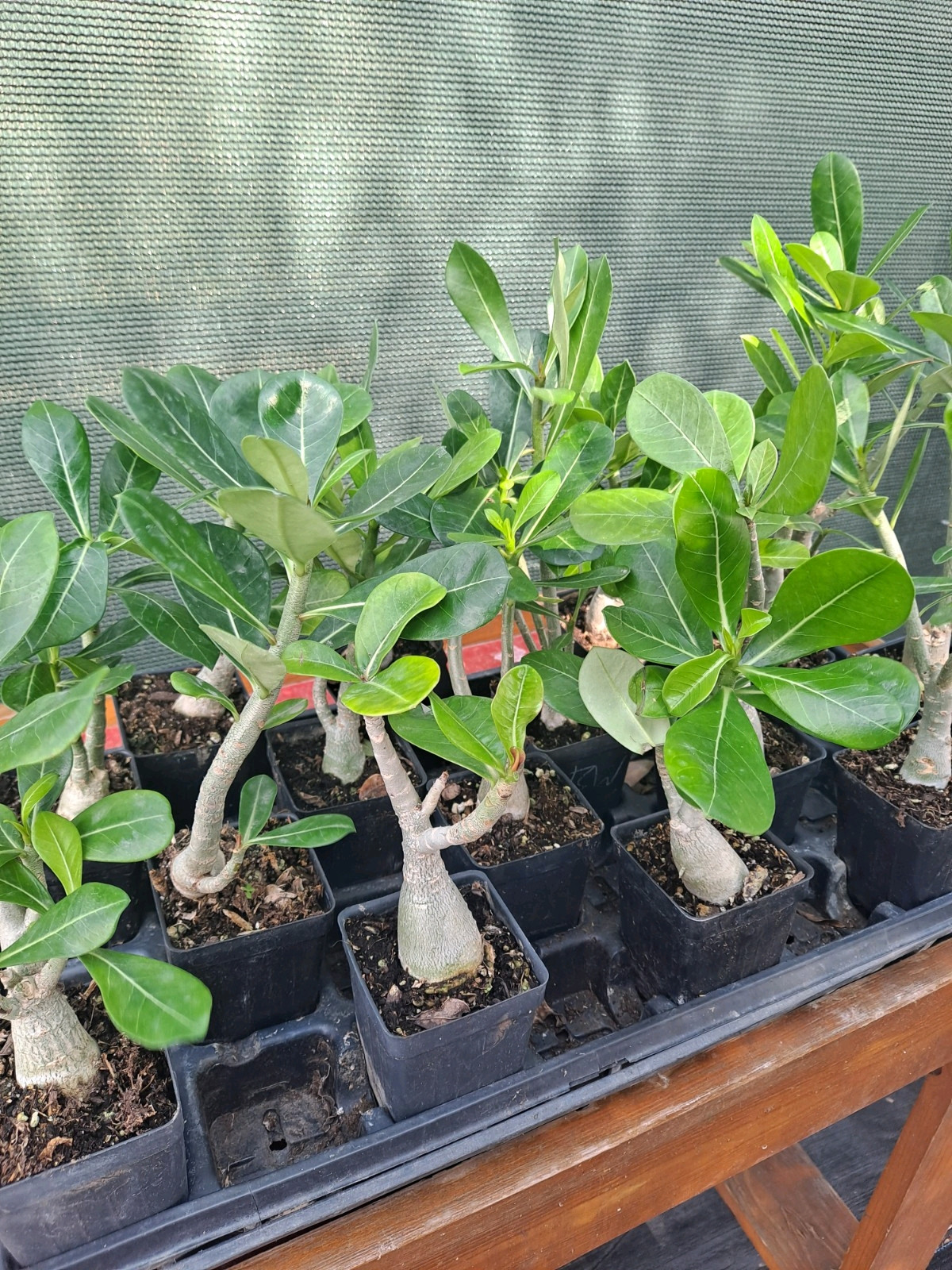 Adenium Obesum Desert Rose Seedling