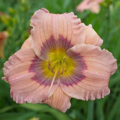 Pastel Lavender Daylilies - 6 Live Plants