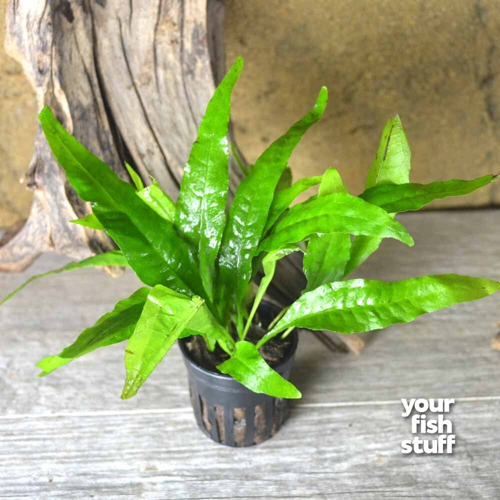 Microsorum Pteropus Live Aquarium Plant