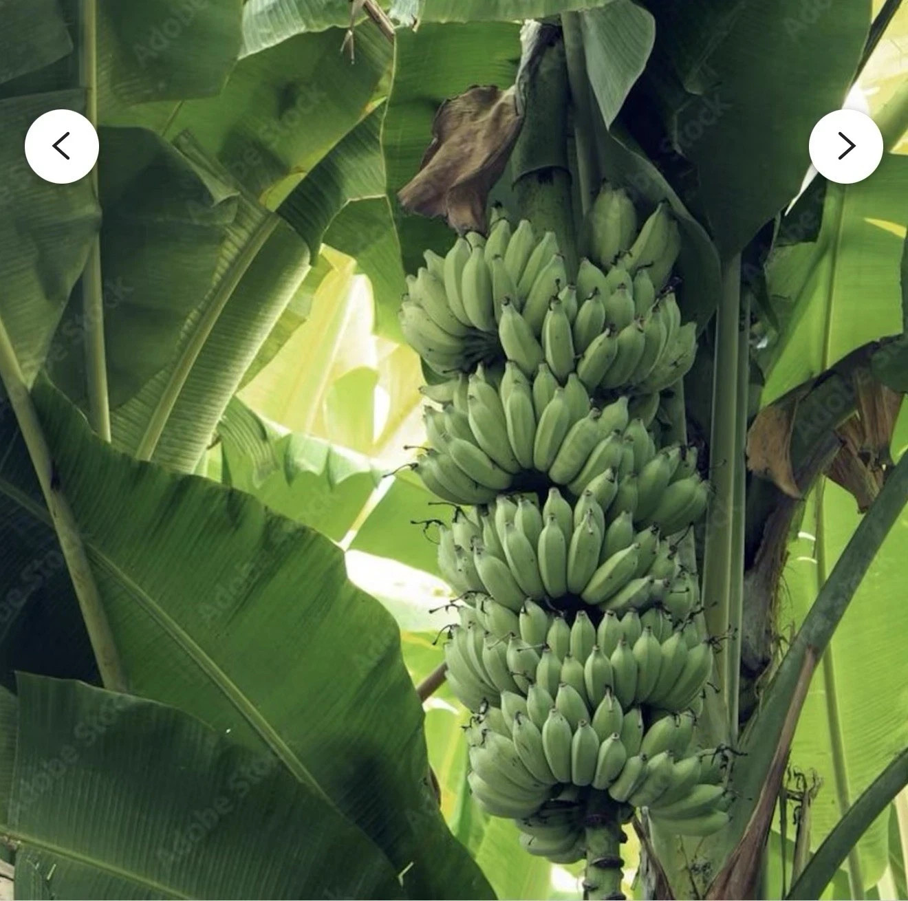 Gros Michel Musa Banana Starter Plant - Small Rooted