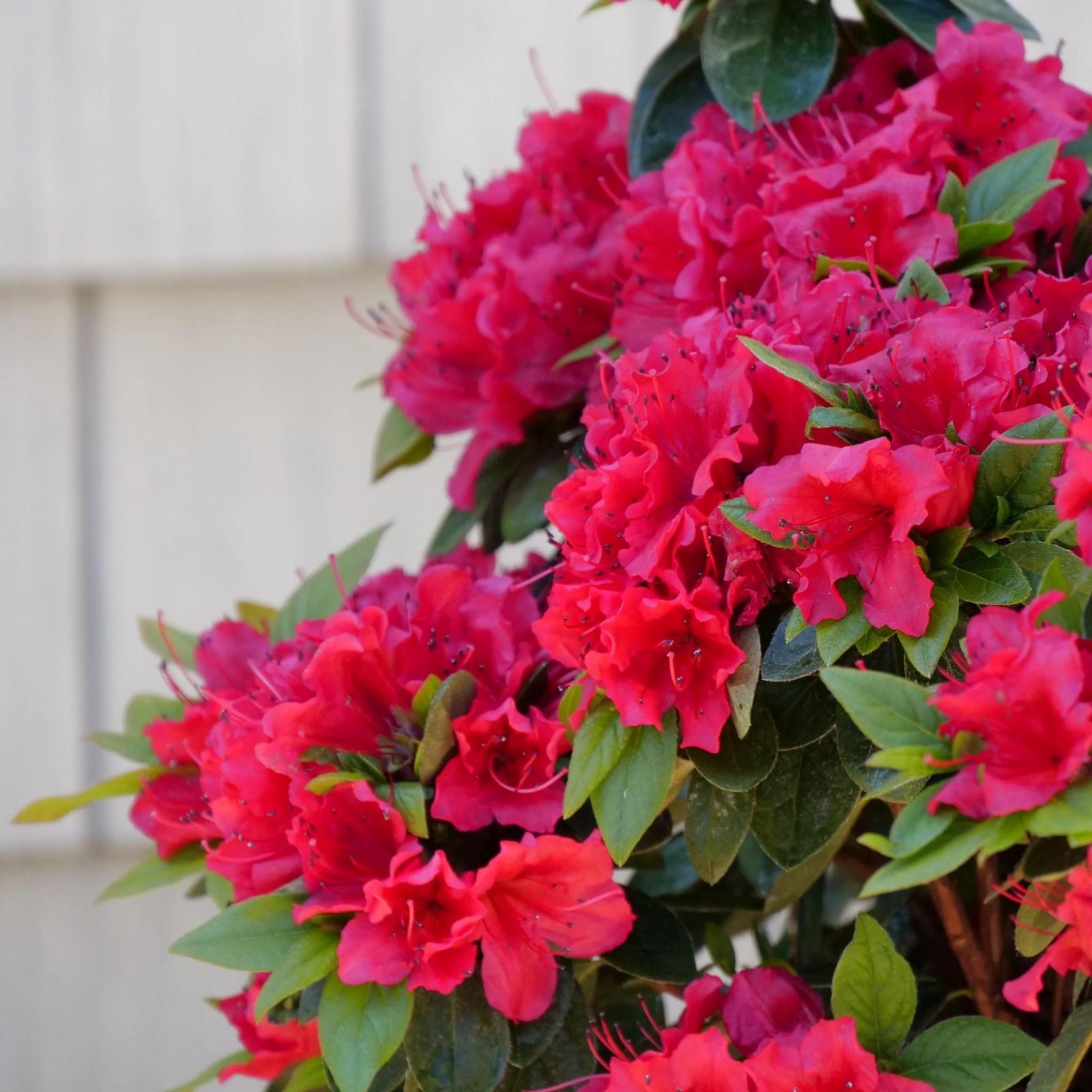 Red Ruffle Azalea (Rutherford Hybrid) - Live Plant - 1 QT