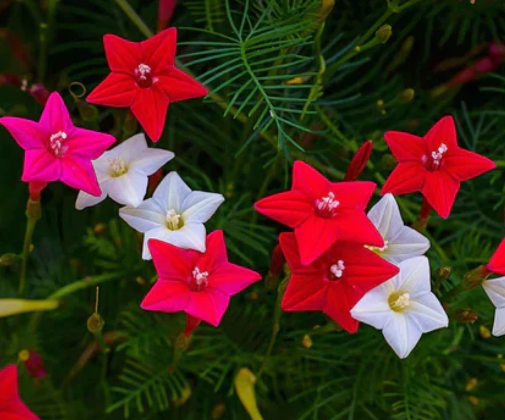 Cypress Vine Mix Seeds — 75+ Count