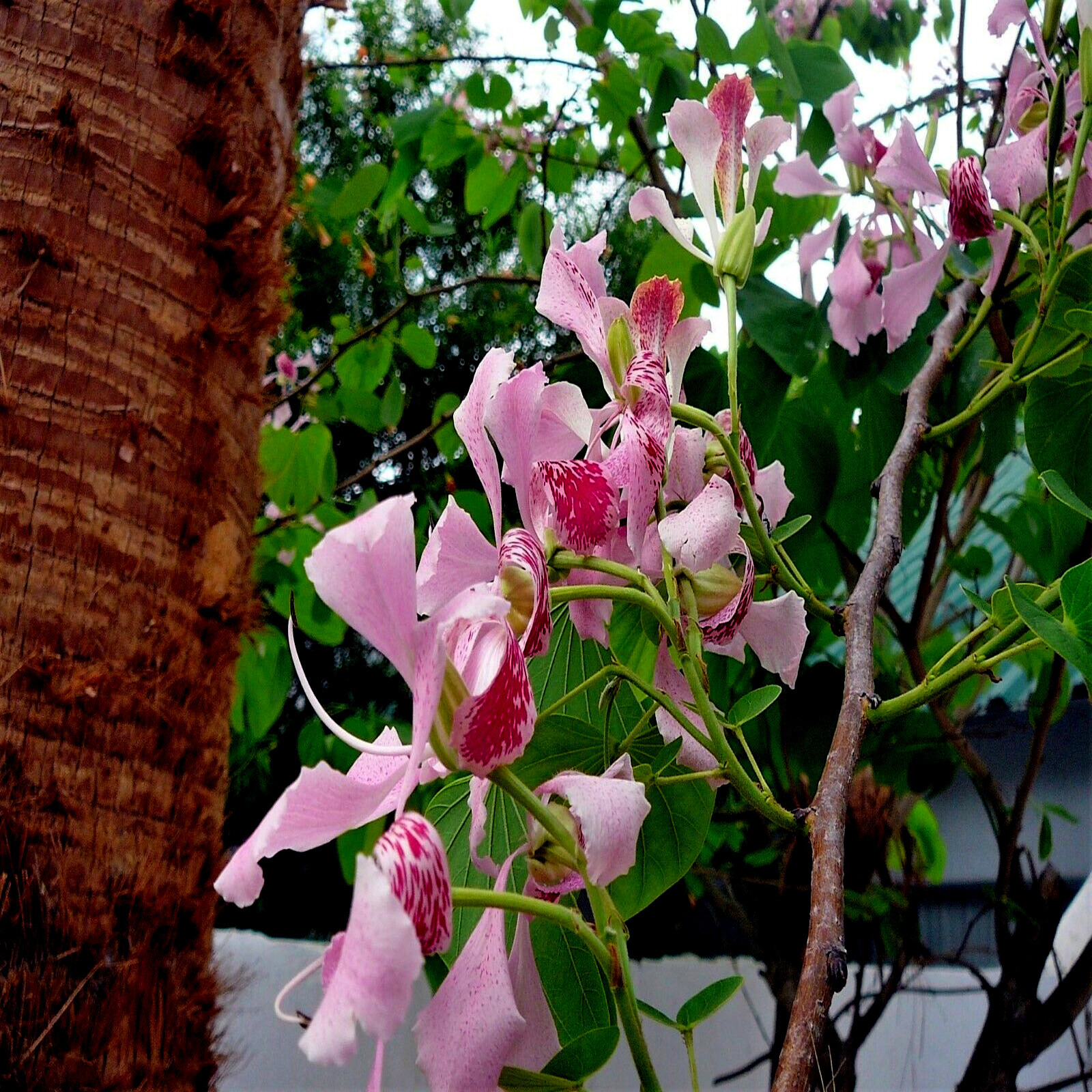 Pink Orchid Tree Seeds (Bauhinia monandra), Rare Tropical Bu...
