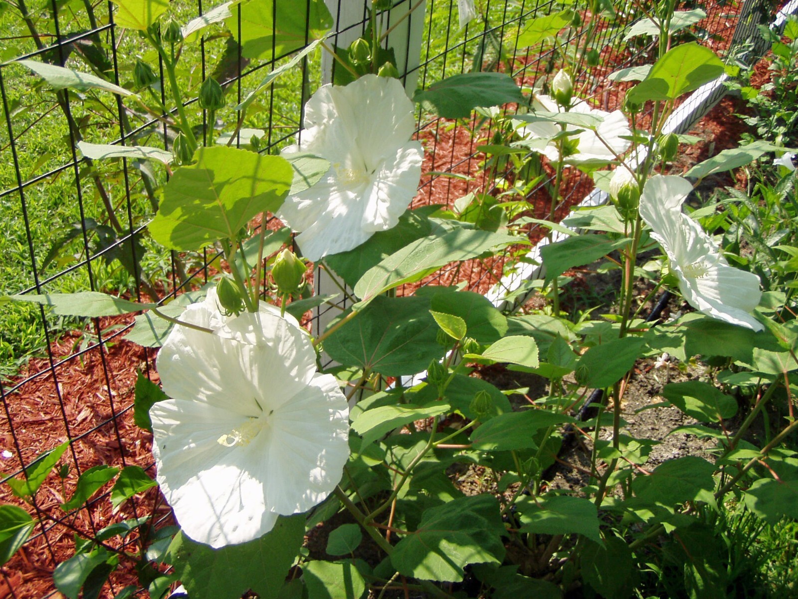 Blue River II Hibiscus Seeds - 10 Count