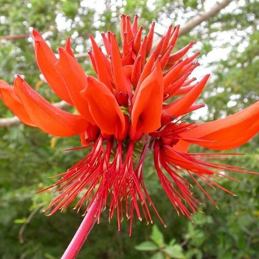 Coral Tree Seeds (Erythrina arborescens) - 5 Seeds