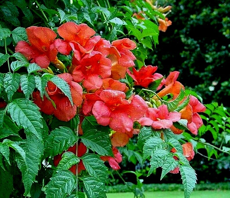 Live Orange Hummingbird Trumpet Creeper Vine Starter Rooted