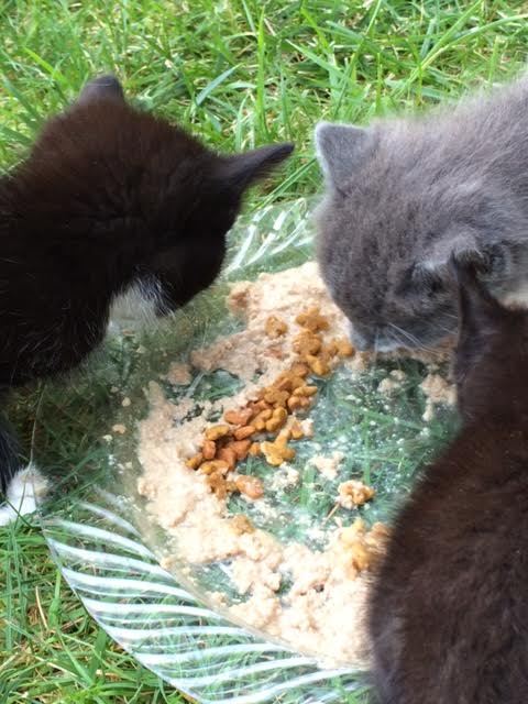 FREYA'S Feral Cat Health Recipe — 7 Pages