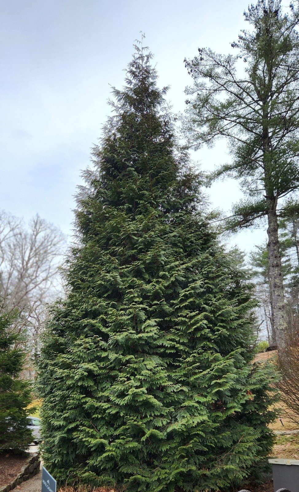 Thuja Green Giant Arborvitae 3 Inch Pot 12-16 Inches Tall -...