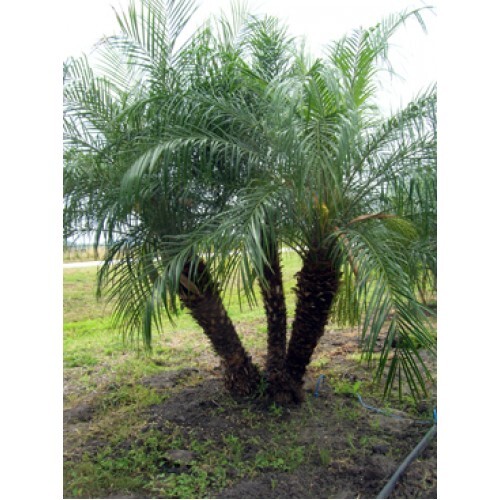 25+ Pygmy Date Palm Phoenix Roebelenii Fresh Seeds