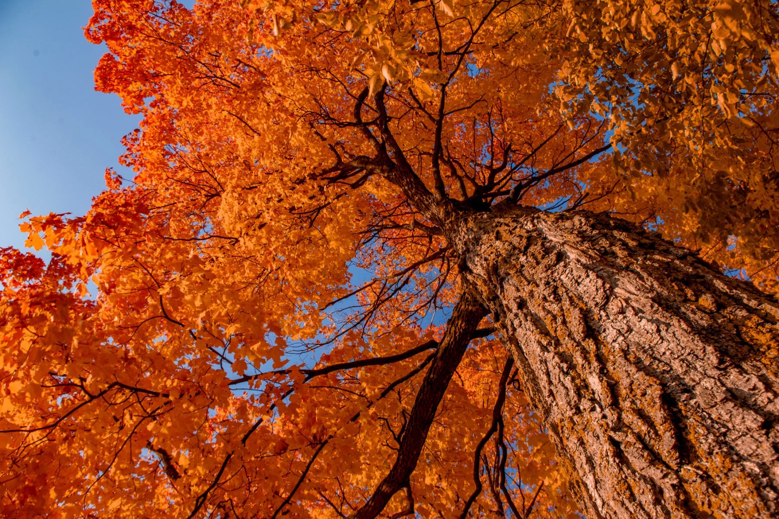 Northern Sugar Maple Tree Seeds (Acer Saccharum) Cold Hardy...