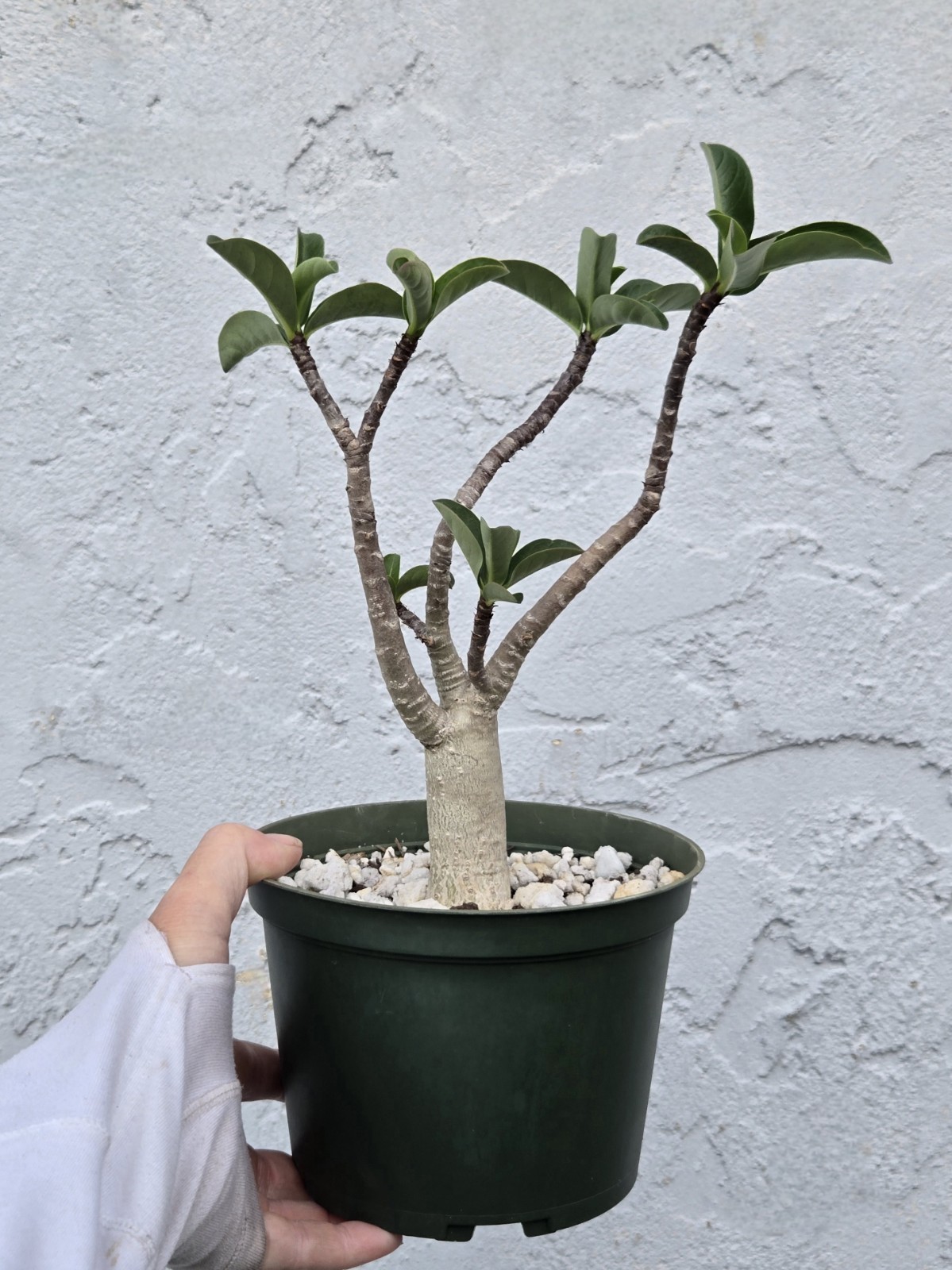 Desert Rose Bonsai Plant - Thai Soco Petch Ban Na - Florida...
