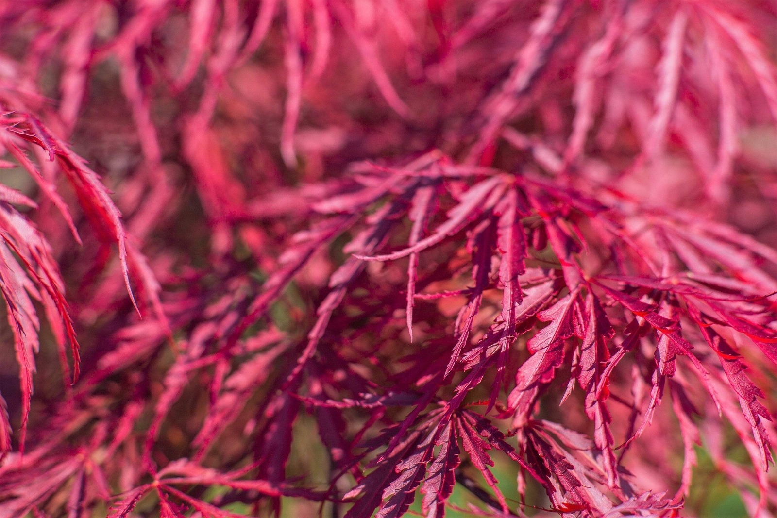 Red Dwarf Japanese Lace­leaf Maple Tree Acer Palmatum Atropu...