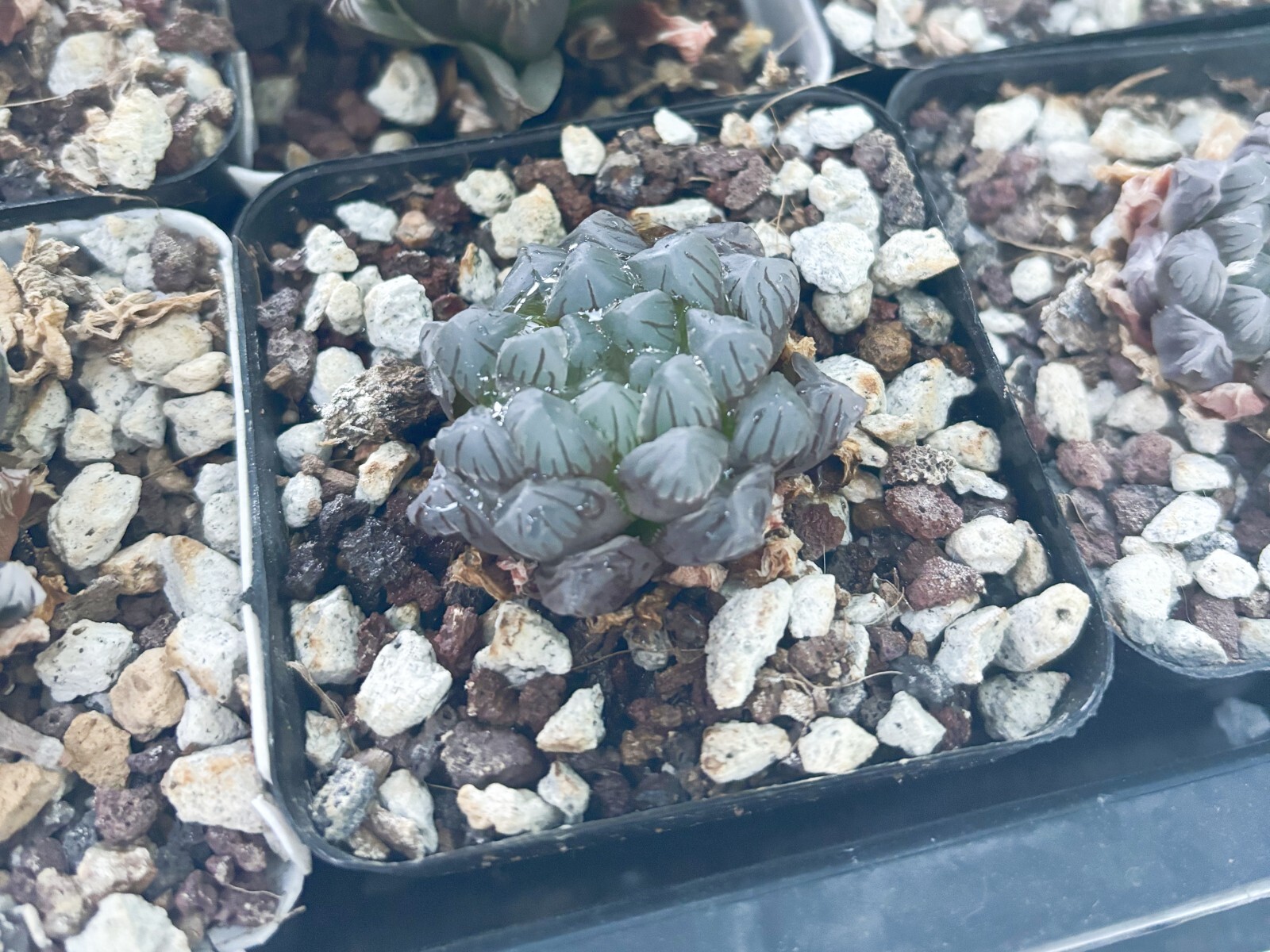 Haworthia Obtusa Cooperi Succulent Plant in 3-Inch Pot