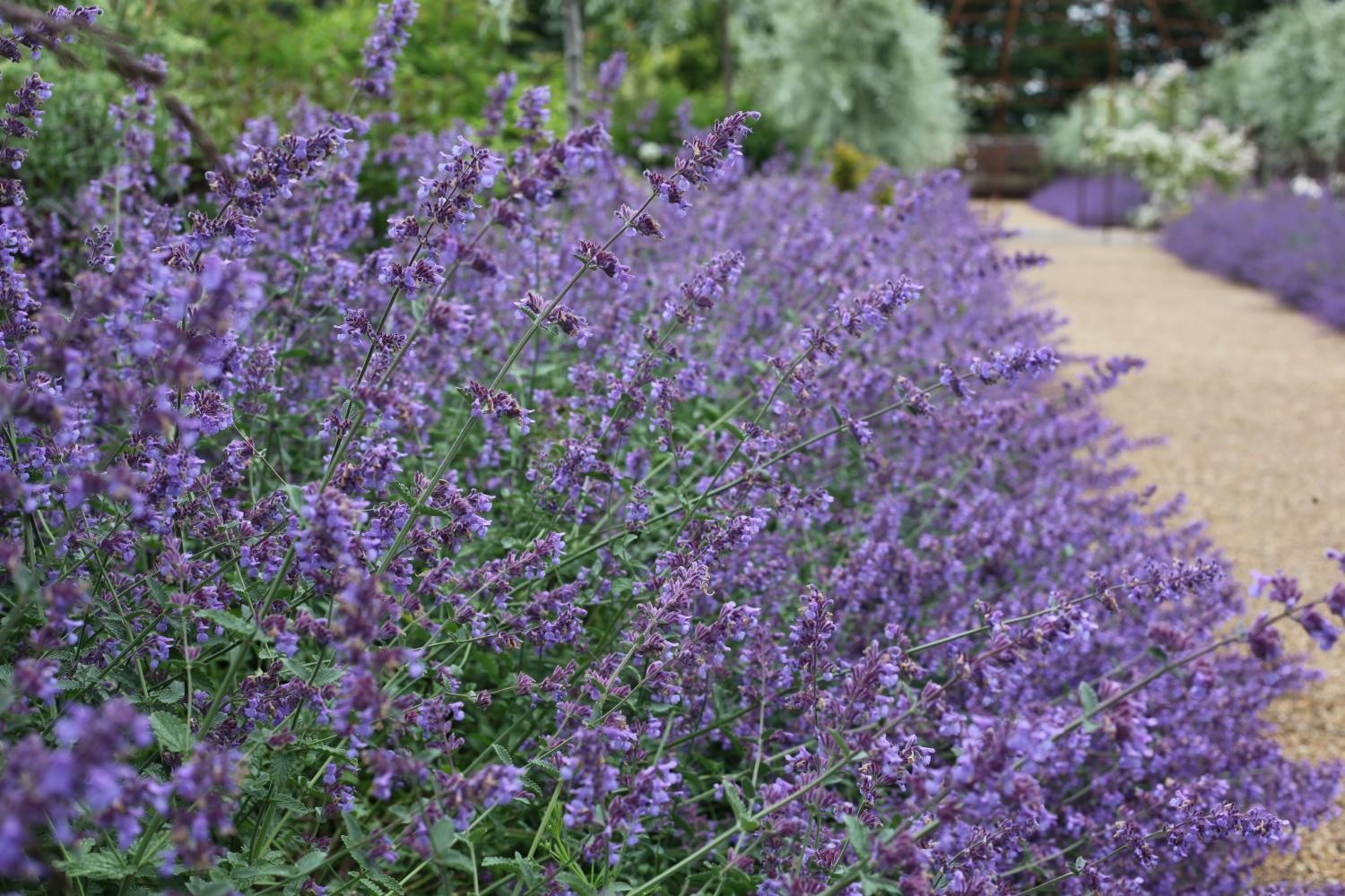 Catnip Plant, Organic Dormant (4" Pot)