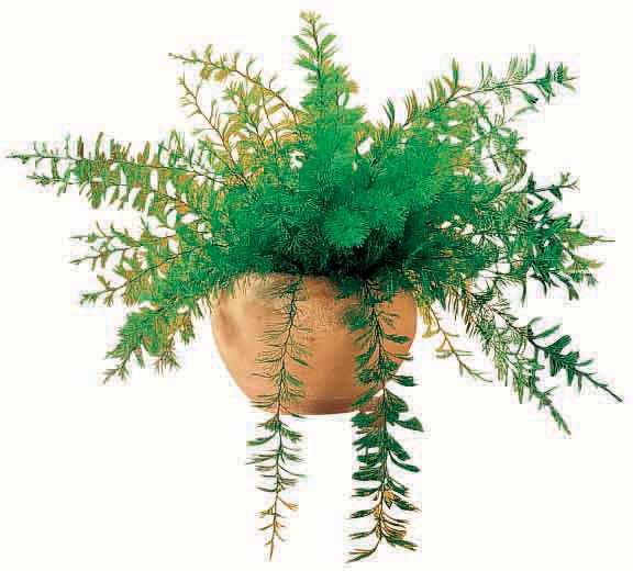 Air Fern