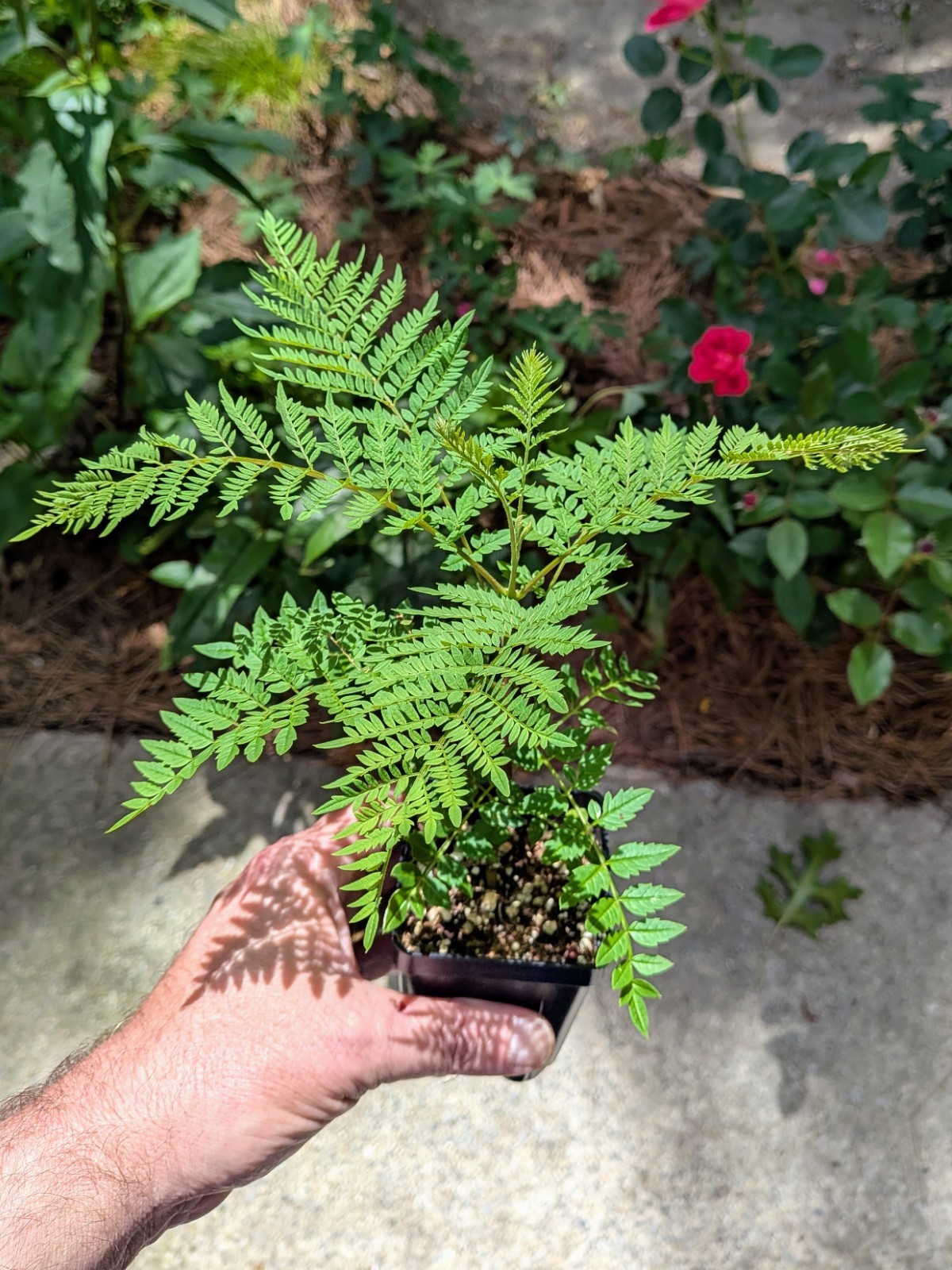 Jacaranda Mimosifolia Live Plant - 3" Pot, 6-8" Tall