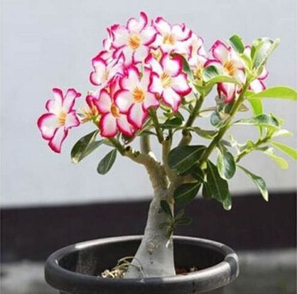 Desert Rose Seed White Red B39 Violetcity Rosy B90 Rare Flow...