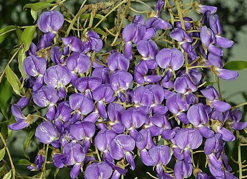 African Wisteria Tree Seeds - Bolusanthus Speciosus