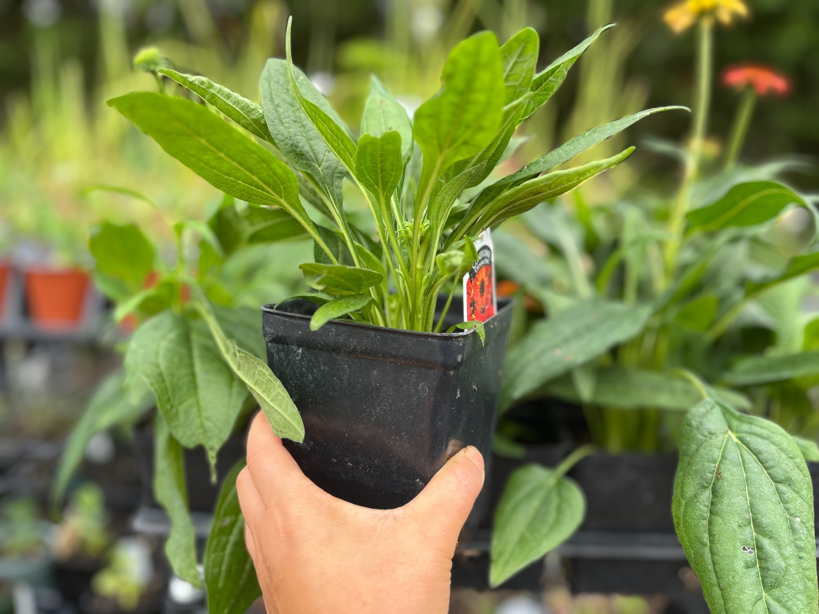Echinacea 'Cheyenne Spirit' Plant