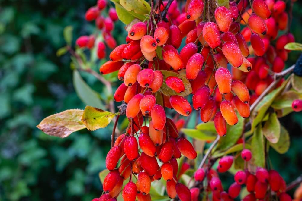 Barberry Tree Seeds - Berberis Vulgaris (10 Seeds)