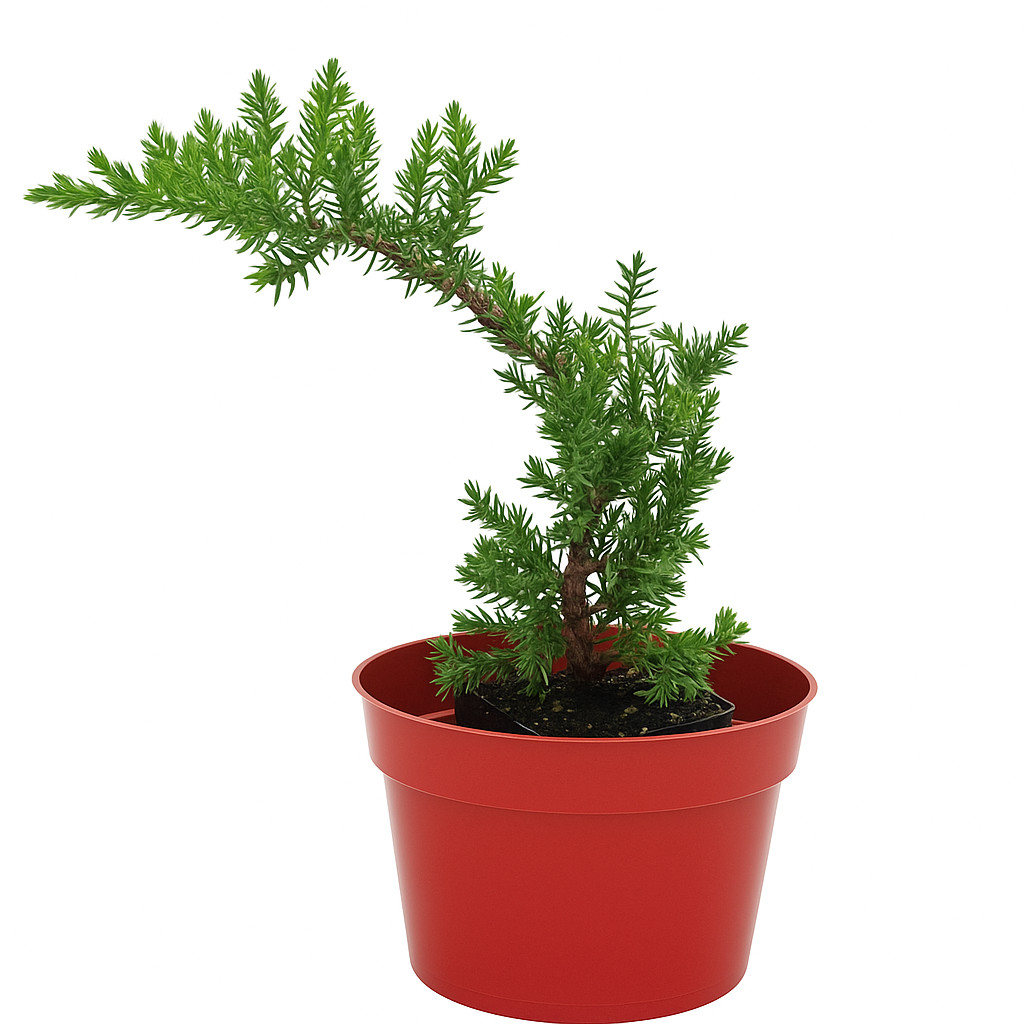 Live Juniper Pre-Bonsai Tree - Procumbens Nana