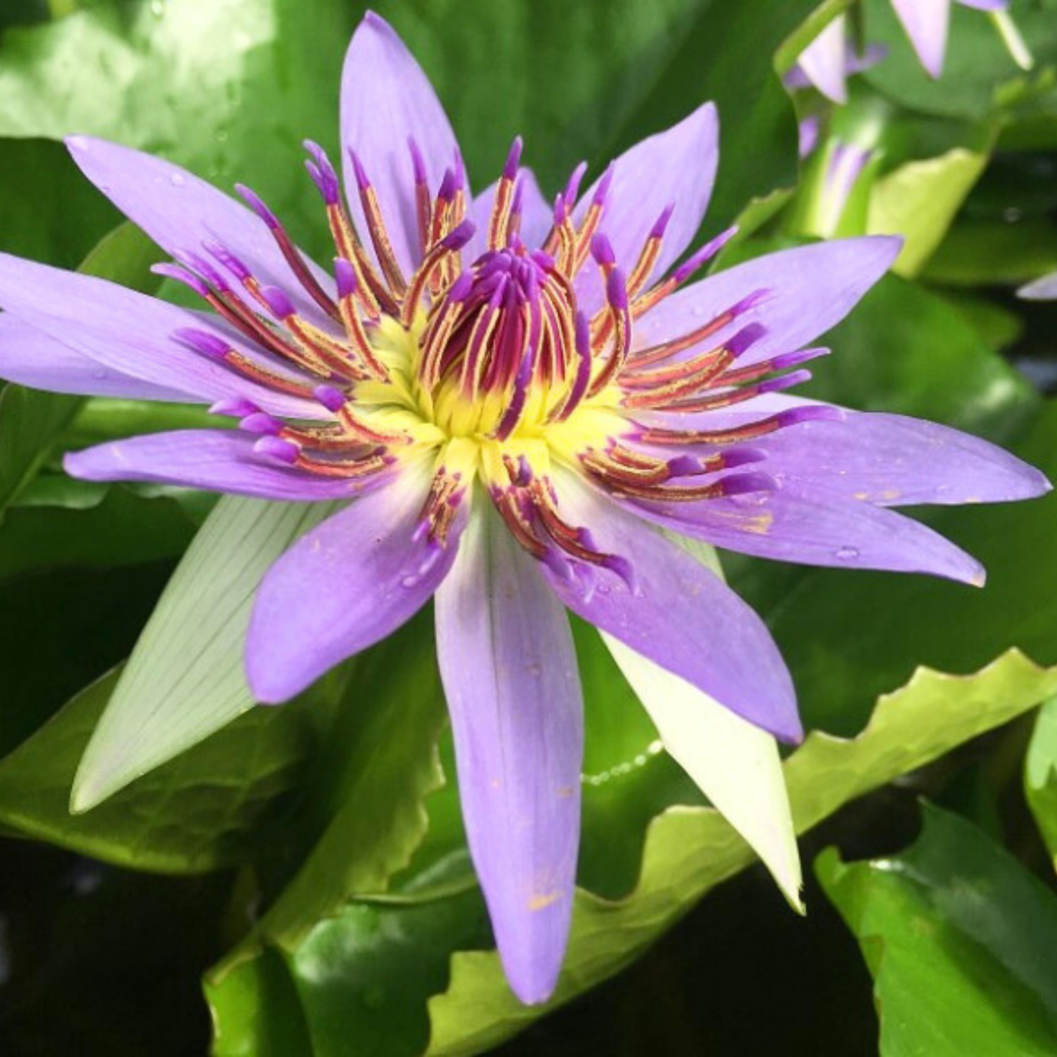 Colorata Blue Tropical Waterlily Live Freshwater Plants Pond...