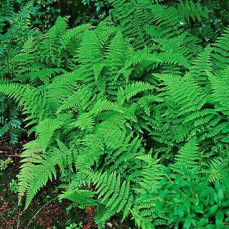 Reindeer Woodland Fern Rhizomes, 5 Fresh Hay-Scented Clumps