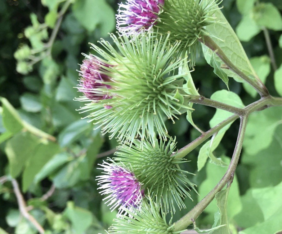 Burdock Seeds - 40 Seeds, Organic Medicinal Herb