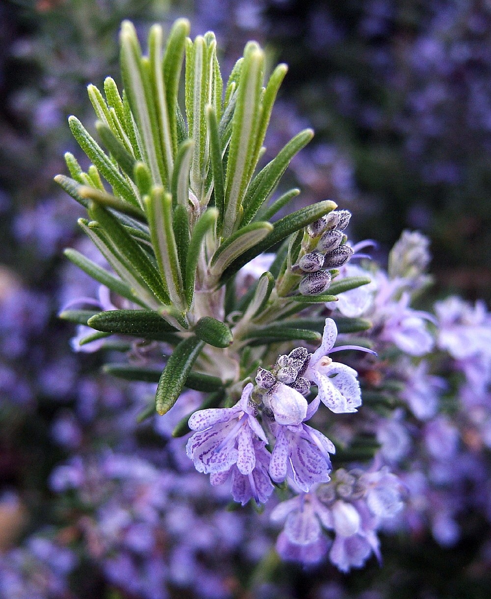 Rosemary Plant - Great Herb Plant For Indoors Or Out - 4" Po...