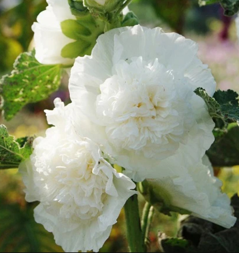 Chater's Double White Hollyhock Peony Flowered Blooms Bienni...