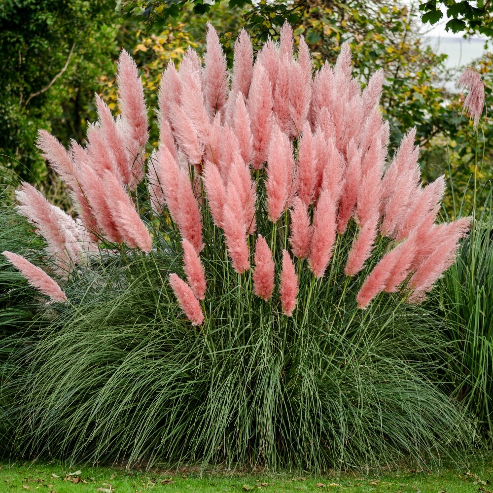Pink Pampas Grass Starter Plants