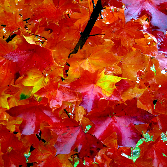 Red Sunset Japanese Maple (Acer Rubrum) Tree Seeds