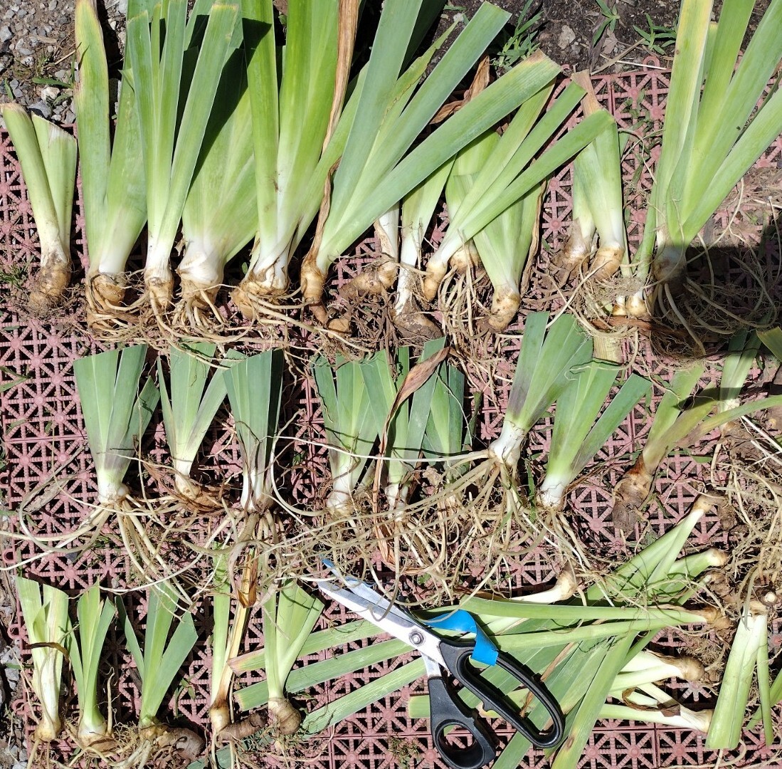 Iris Fresh Bearded Iris Rhizomes Mixed Varieties, 15-Pack