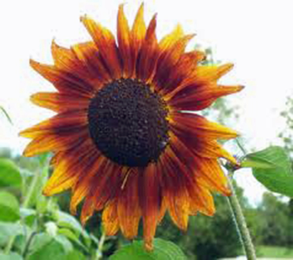 Autumn Beauty Sunflower — 25+ Seeds