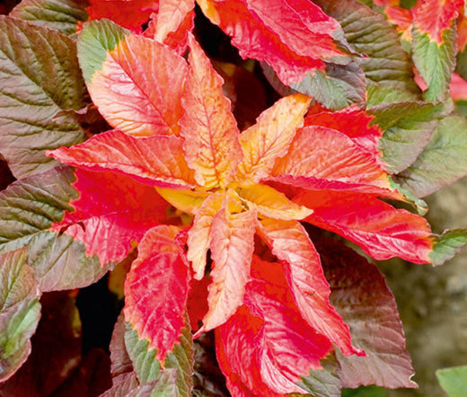 Amaranthus Illumination Tricolor - 100 Bulk Seeds
