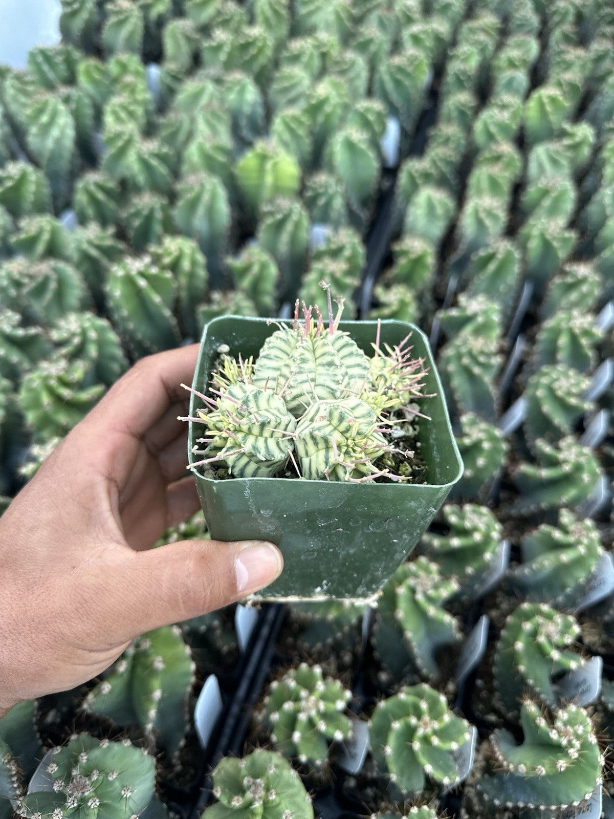 Euphorbia Meloformis Variegata 3.5 Inch Pot Live Plant