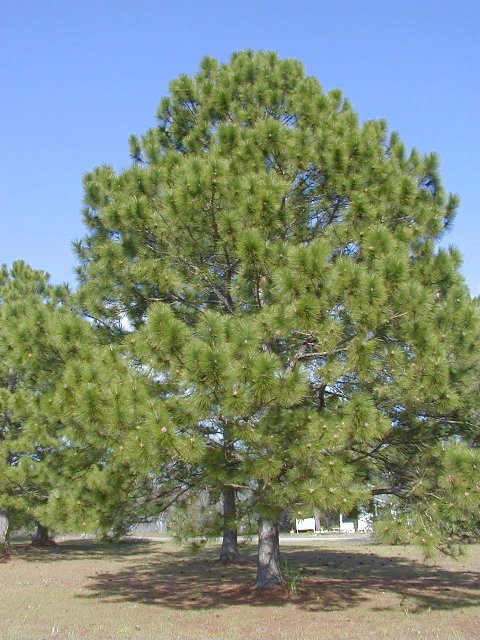 Loblolly Pine, Pinus Taeda, Tree Seeds (Fast, Evergreen)