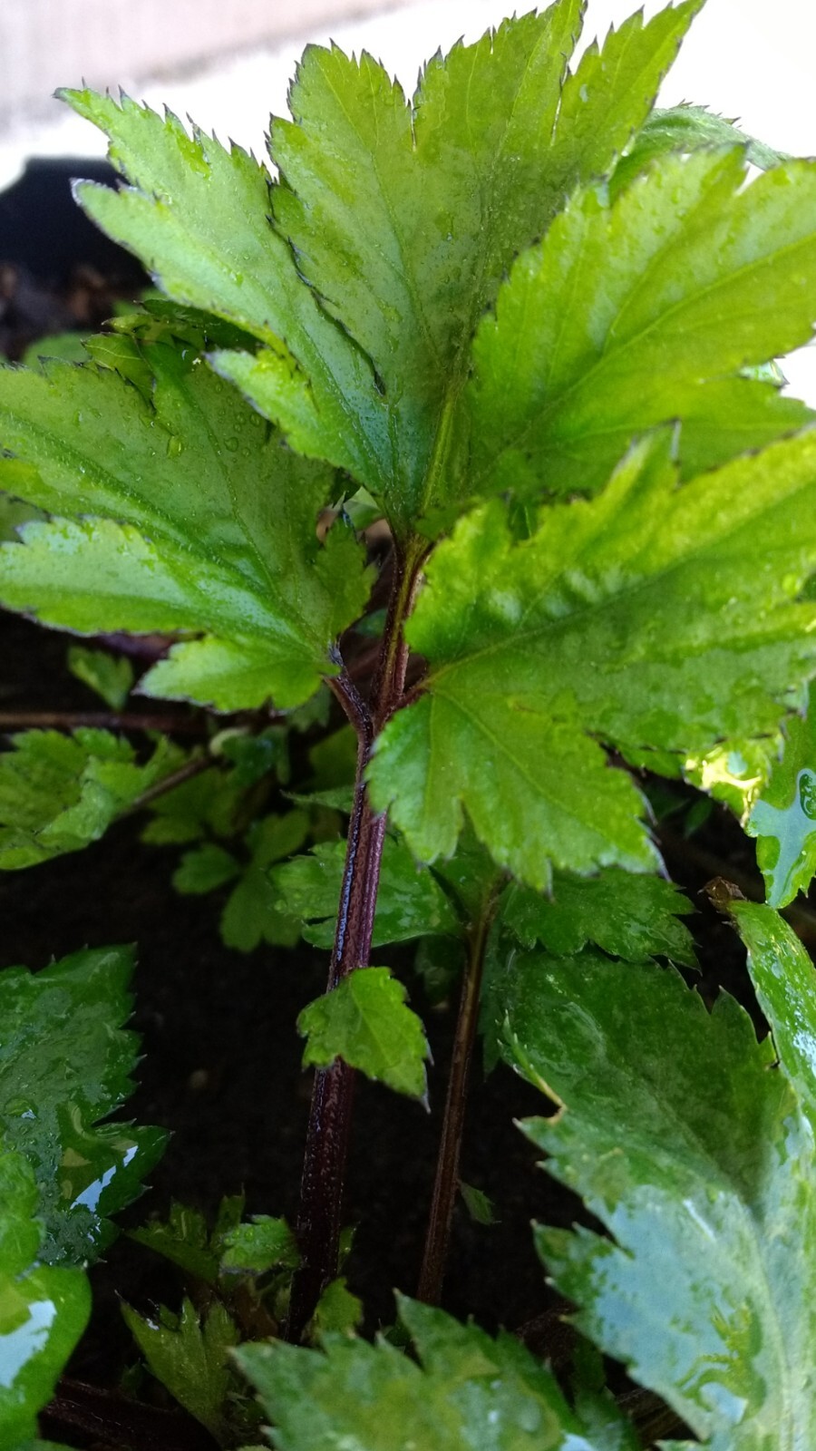 Ashitaba Tomorrow's Leaf Angelica Keiskei Japanese Rooted Pl...