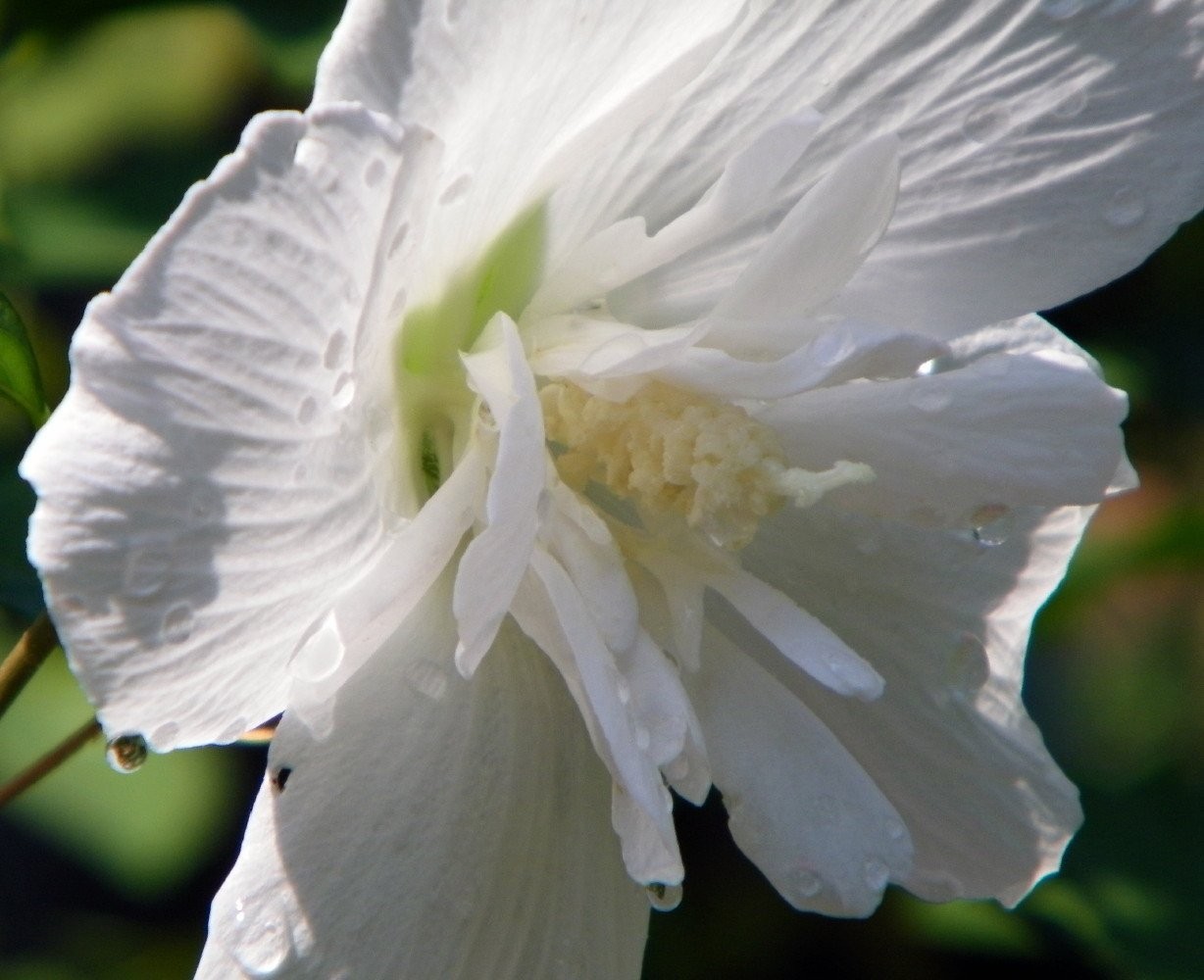 White Chiffon™ Hibiscus Syriacus 'Notwoodtwo' - Rose Of Shar...