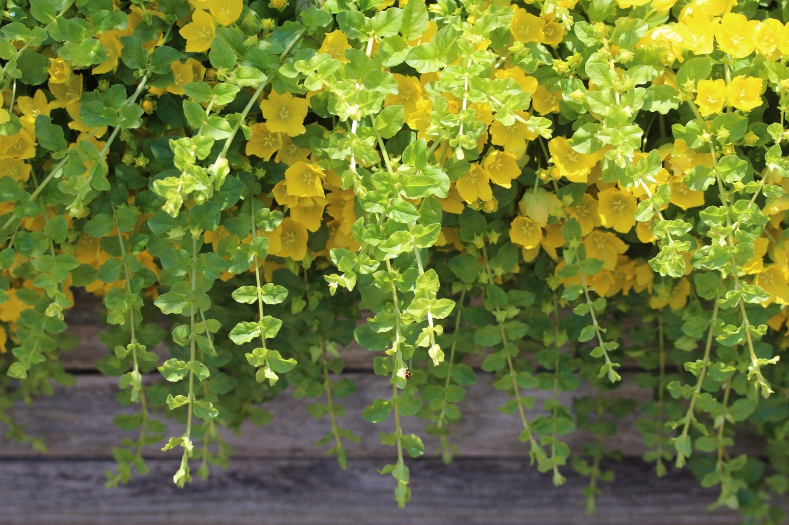 Creeping Jenny Rooted Cuttings, Pond Bog Groundcover Plants...