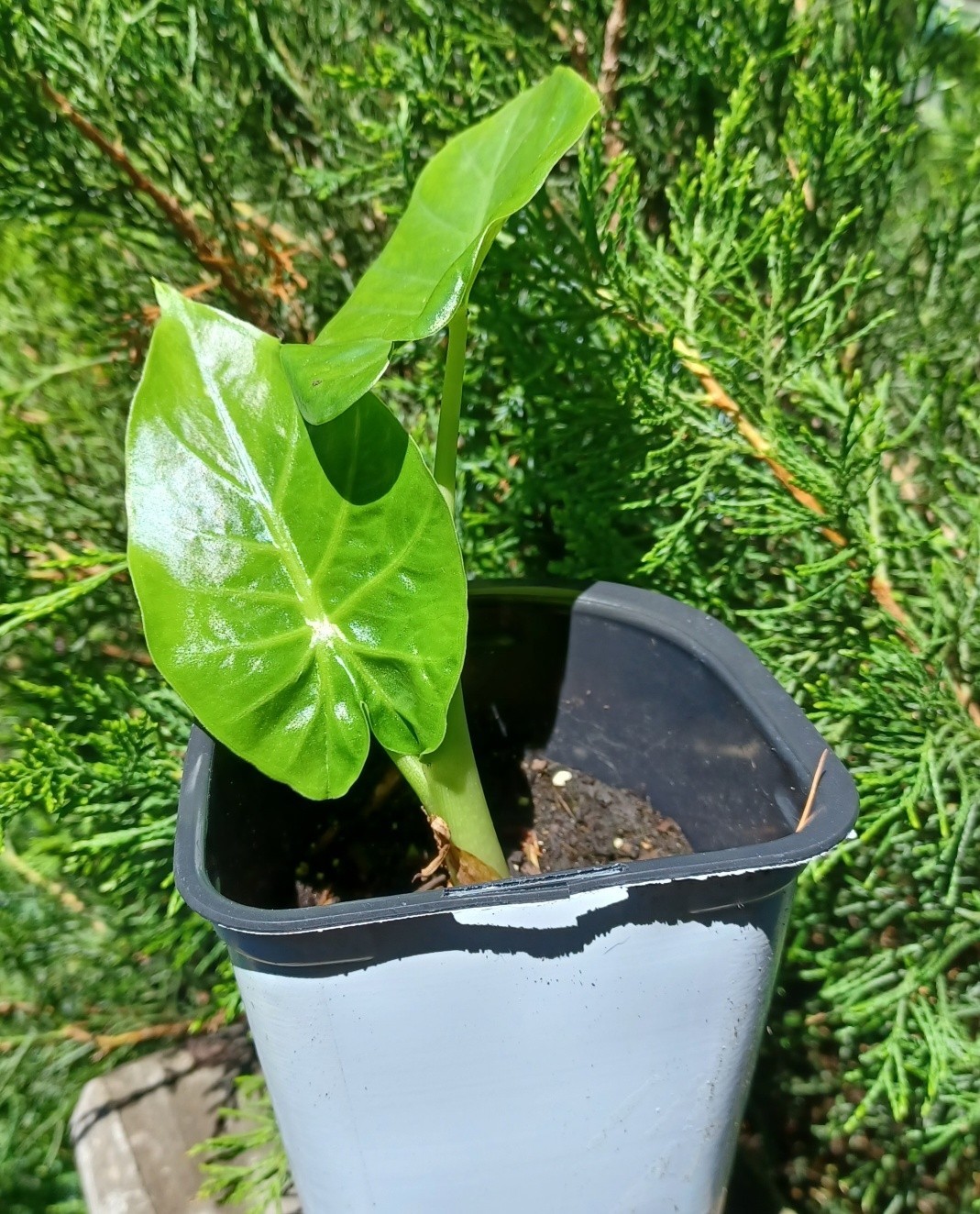 Alocasia Macrorrhiza Elephant Ear Plant (Borneo Giant) - 1 Y...