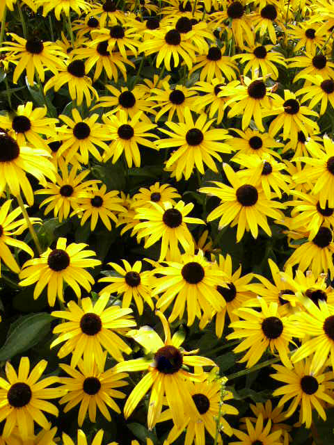Black Eyed Susans Seeds, Bulk Heirloom Perennial Wildflowers...