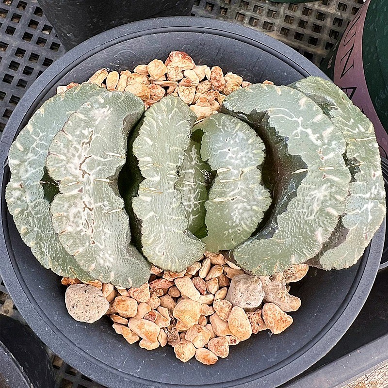 Pet Buy Mall Succulent Haworthia Truncata Mammoth, 5cm