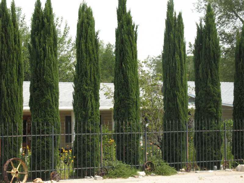 Italian Cypress Narrow Columnar Seeds