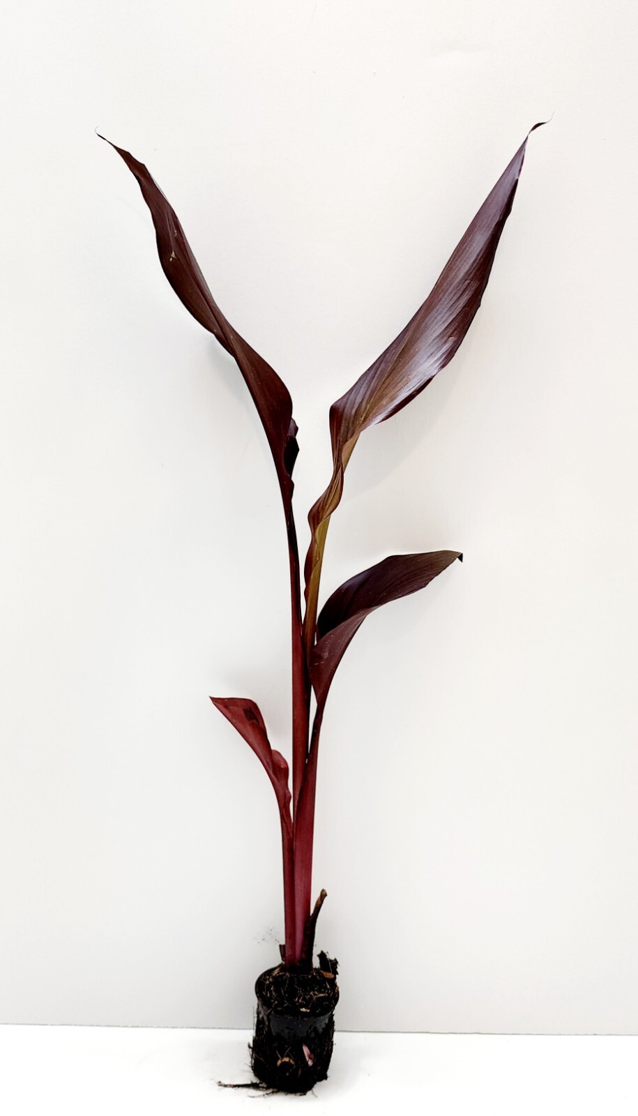 Canna "Australia" Red Flower Tropical Aquatic Pond Bog Plant