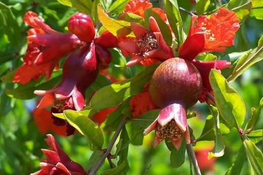 Dwarf Pomegranate Live Plant