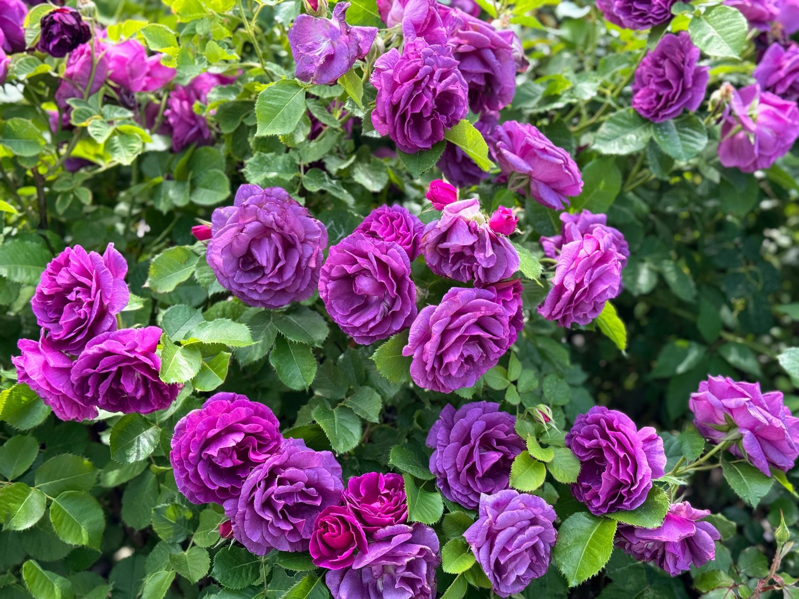 Purple Rose Rosa Floribunda Bush Shrub Perennial Flower Seed...